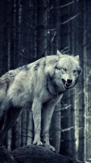 Wolf Aesthetic Wallpaper