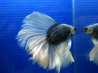 Betta Beauty Fish HD Wallpaper Desktop Wide