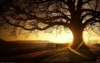 Wallpaper HD Wide 3d Treehugger