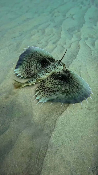 Flying Gurnard Spread Fins Sandy Bottom Wallpaper