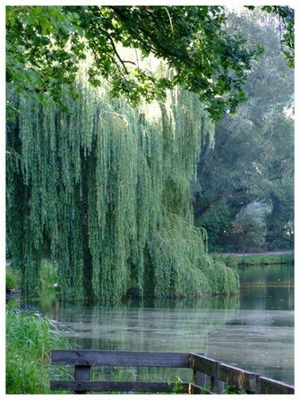 Weeping Willow Tree Wallpaper By Inbalance
