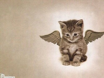 Really Cute Kitten Wallpaper Cats