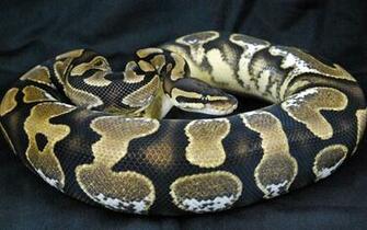 Best Top Desktop Snake Wallpaper HD Snakes Bull
