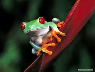 Frogs Image Frog Wallpaper HD And Background