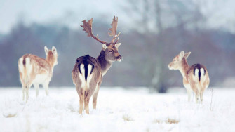Reindeer Wallpaper