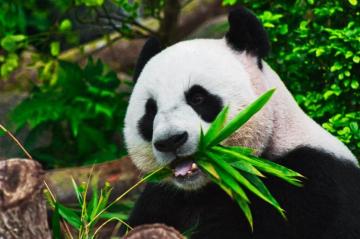 Panda Wallpaper HD Hq