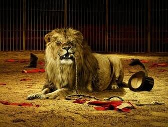 My Top Collection Lion Wallpaper