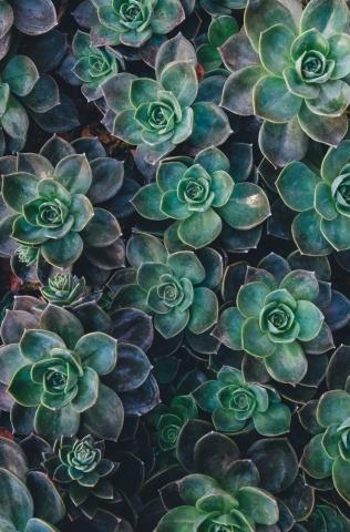 Succulent Pictures Image