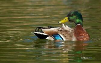 Mallard Duck Wallpaper