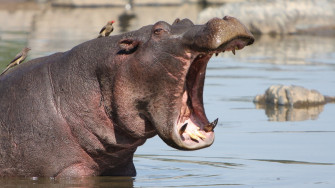 Most Popular Hippopotamus Wallpaper Xiaomi