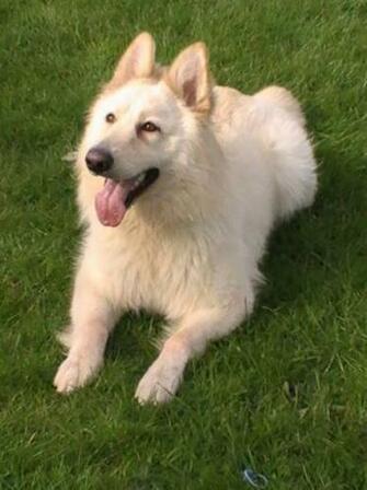 White German Shepherds Shepherd Dog Forums