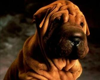 Shar Pei Wallpaper X Net