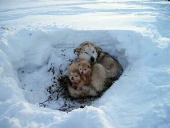 Dog To Their Posterity In The Snow Wallpaper And Image