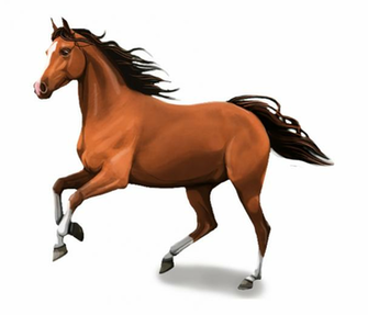 Horse Png Transparent Image Background