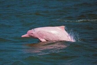 Pink Dolphin Lantau Hong Kong Wallpaper X