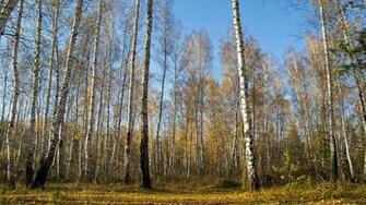 Birch Trees Wallpaper Nature