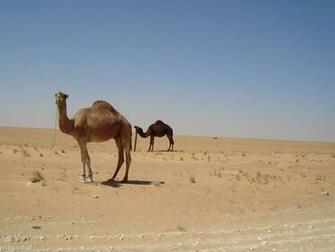 Wallpaper Collections Camel Background