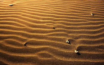 Sand And Shell Mac Wallpaper