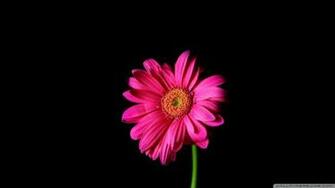 Hot Pink Gerber Daisy Wallpaper
