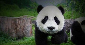 Baby Panda Frank Lukasseck Corbis