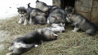 Family Alaskan Malamutes Wallpaper And Image Pictures