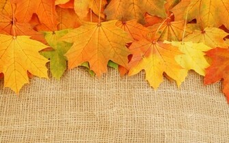 Autumn Leaves Textures Photo Background