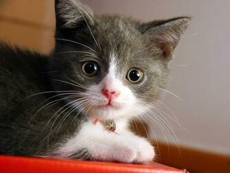 Category Cute Wallpaper High Resolution WallartHD