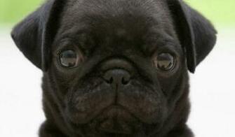 Black Pug Wallpaper HD
