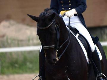 Dressage Wallpaper