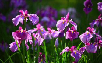 Iris Flower Wallpaper