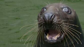 Sea Lion Wallpaper High Quality