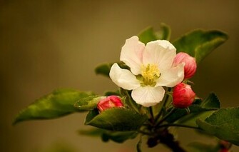 Wallpaper Apple Blossom Flower Buds Leaves Flowers