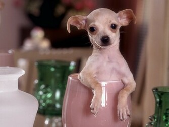Cute Chihuahua Dogs Wallpaper