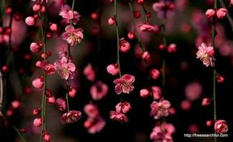 Desktop Wallpaper HD 3d Full Screen Flowers In Spring