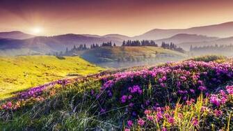 Nature Landscape Hills Flowers Field Wallpaper