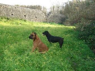 Alano Espa Ol Zorro Near The Fortress Photo And Wallpaper