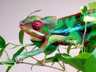 Panther Chameleon Wallpaper Mitiso