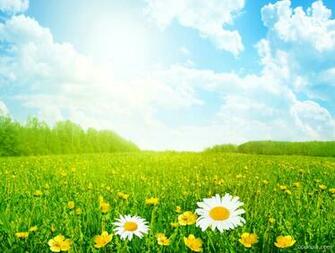 Spring Meadow Wallpaper Field HD Appraw