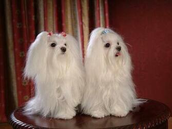 Dogs Image Maltese Wallpaper Photos