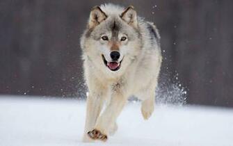 Cool Wolf Wallpaper