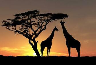 Giraffe Wallpaper Desktop Goodwp
