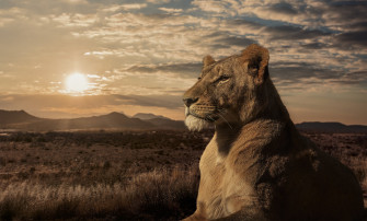 Lioness Wallpaper