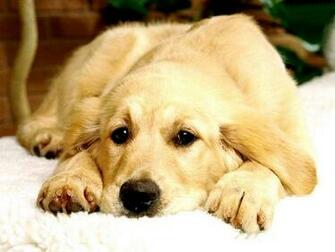 My Wallpaper Corner Puppy Lazzy Dog