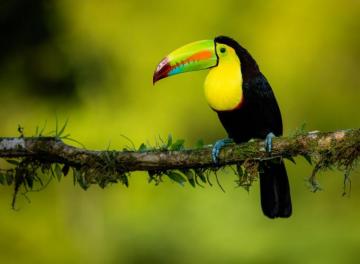 1k Toucan Pictures Image