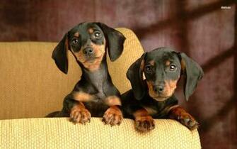 Dachshund Puppies Wallpaper