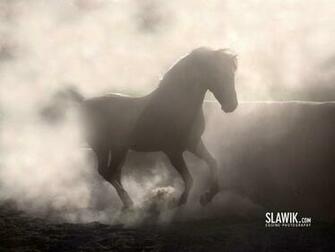 Slawik Horse Wallpaper Horses