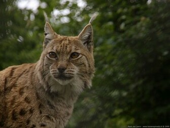 Lynx Wallpaper HD