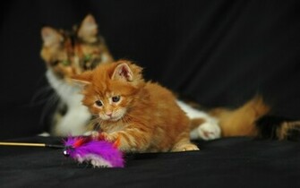 Image Wallpaper Maine Kitten Orion Lol Cat Desktop Funny