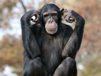 Chimpanzee High Quality Wallpaper Id For HD Pc