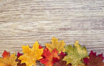 Photo Wallpaper Tree Colorful Wood Texture Autumn